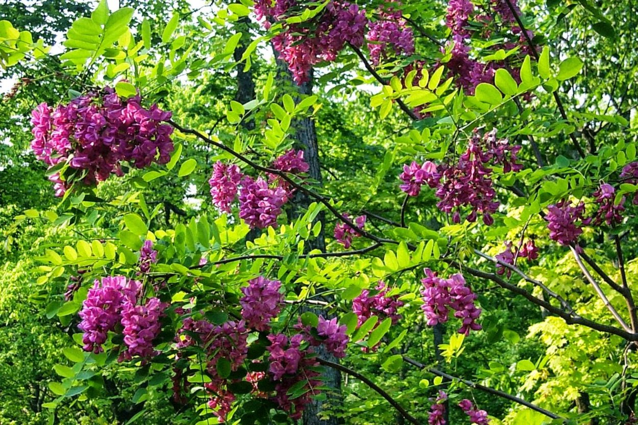 Робиния клейкая медонос