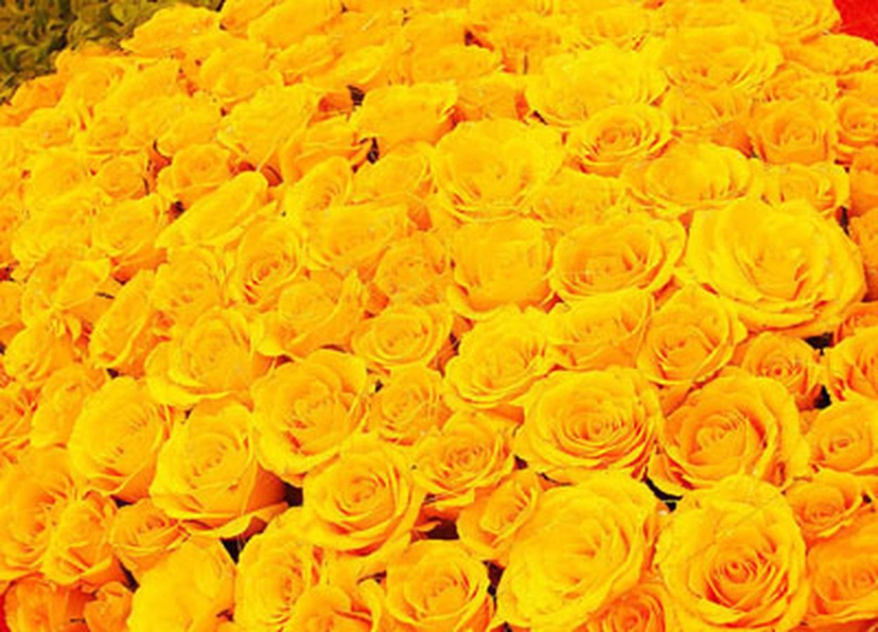 Огромные желтые розы