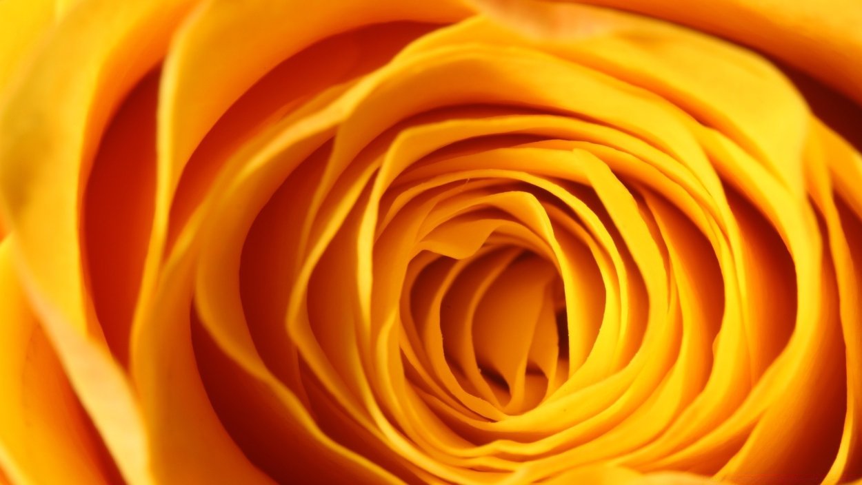 Желтые цветы любовь