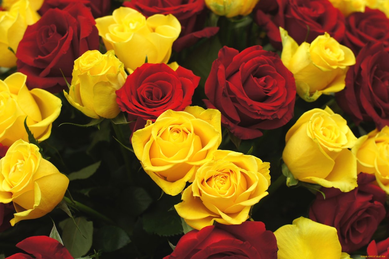 Желто-красные розы