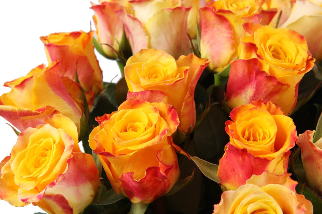 Marie Claire роза Кения