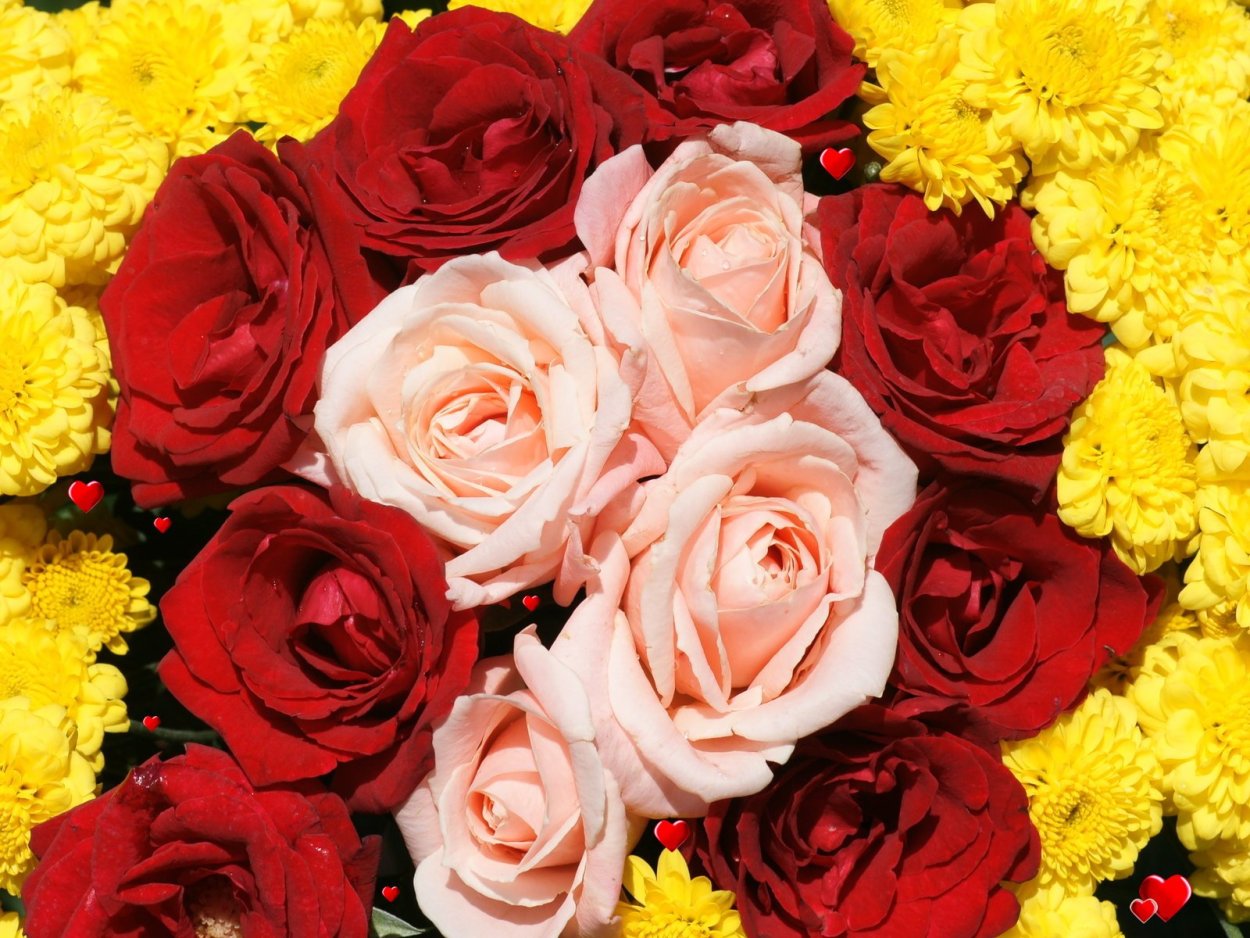 Желто-красные розы
