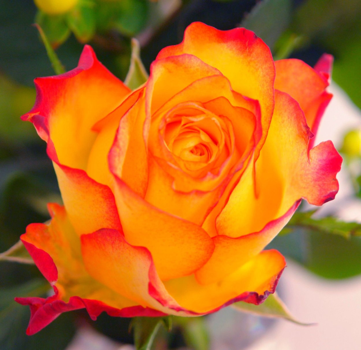 Роза оранжевая чайно-гибридная