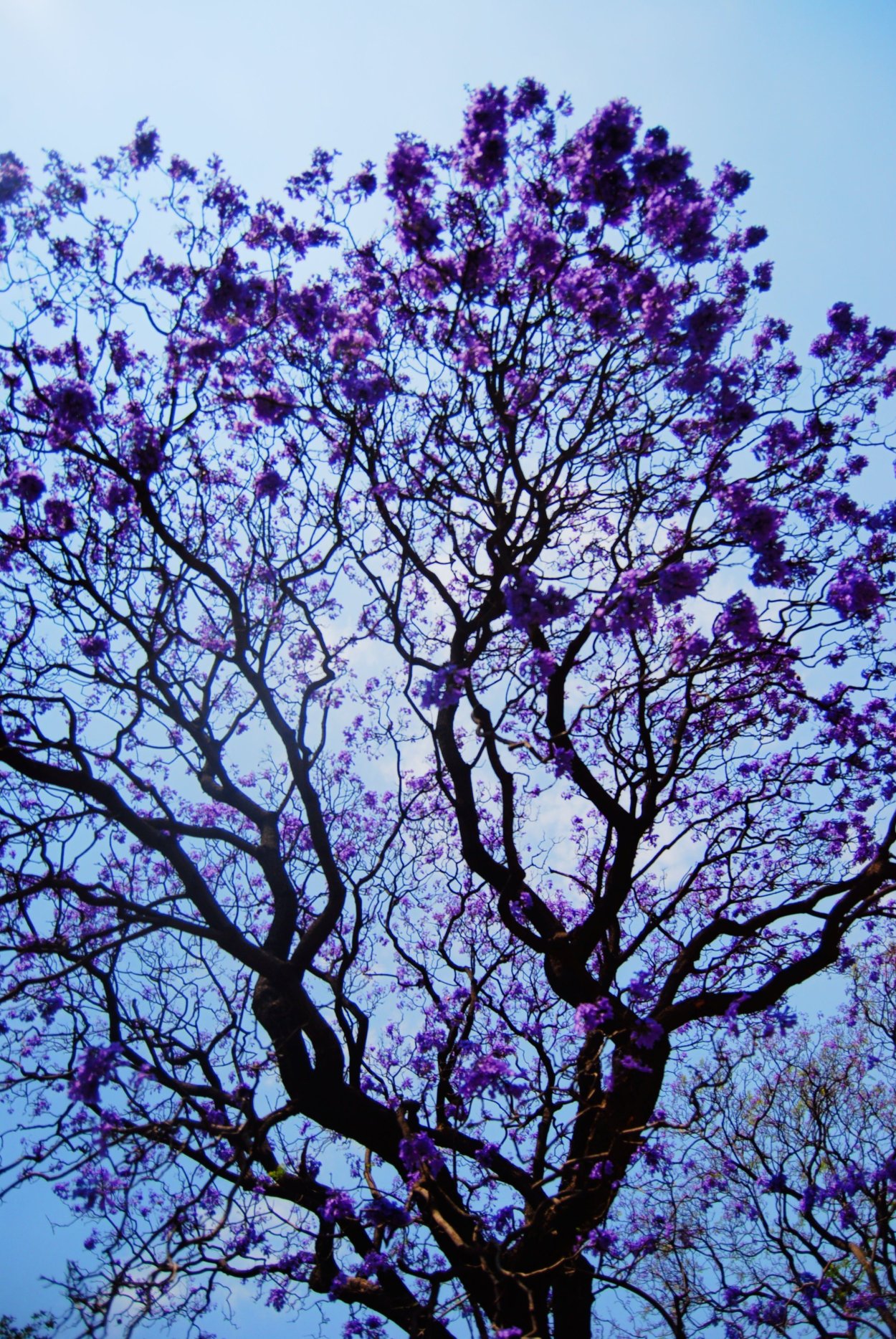 Жакаранда с птичками