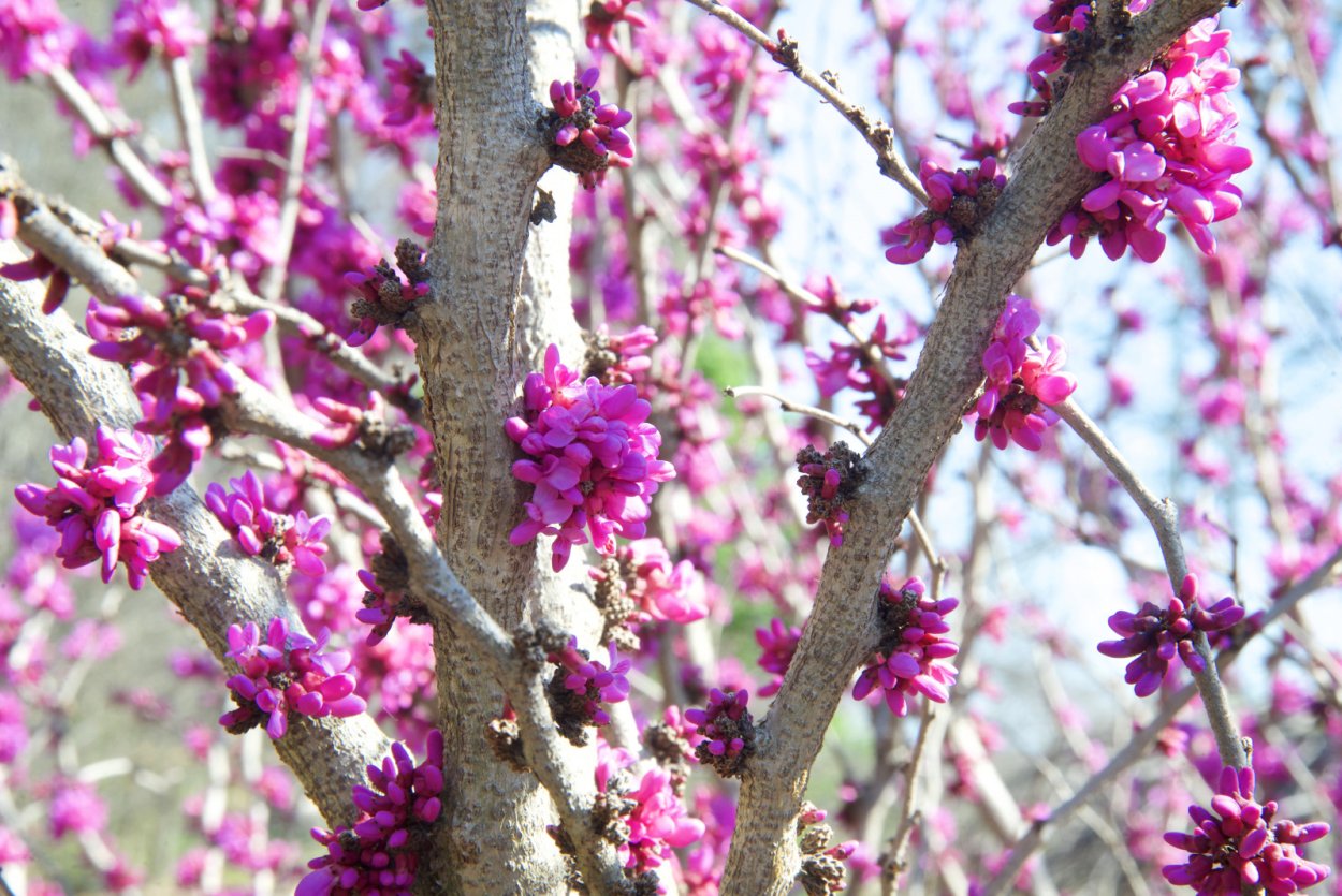 Дерево с мелкими розовыми цветочками