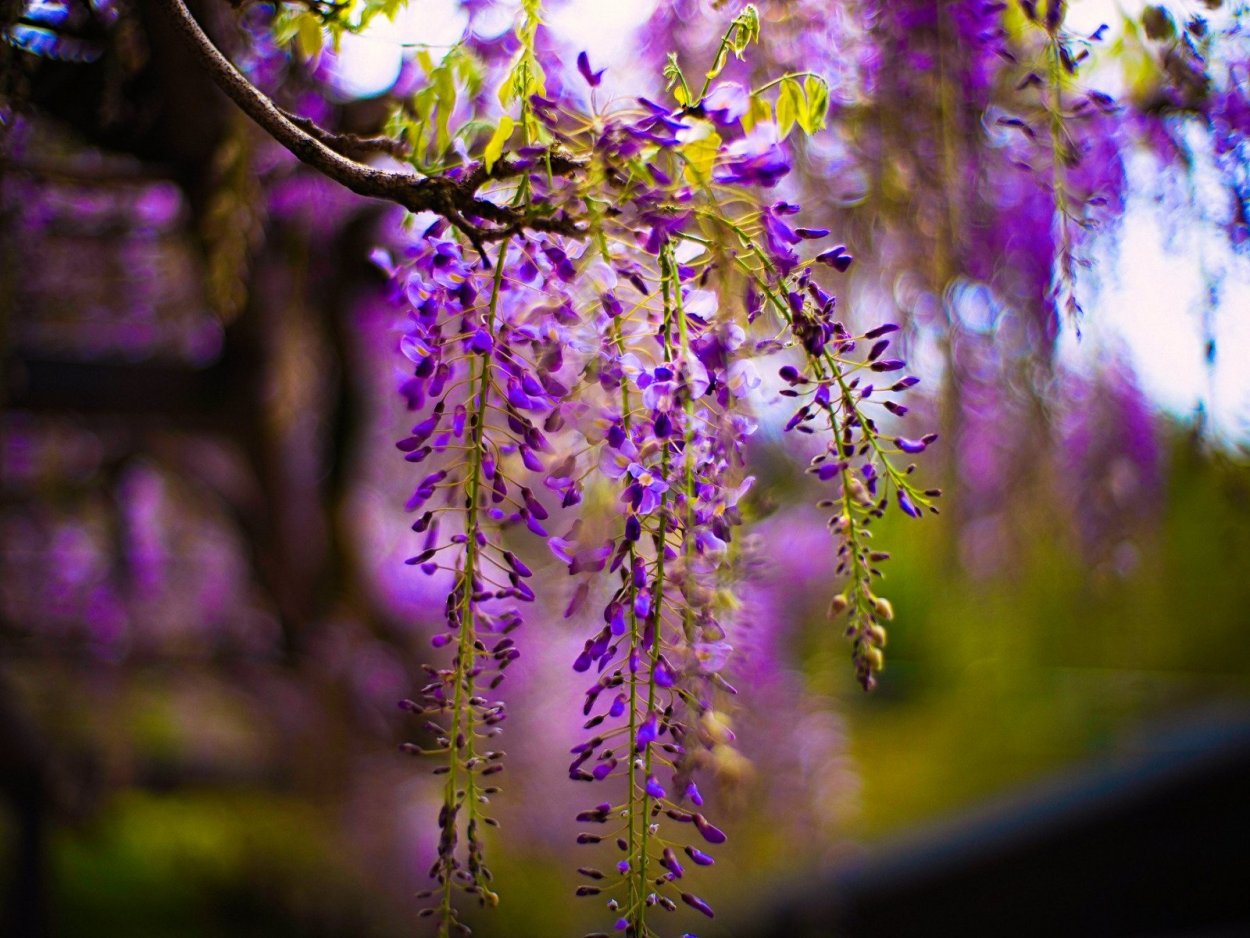 Глициния фиолетовый закат