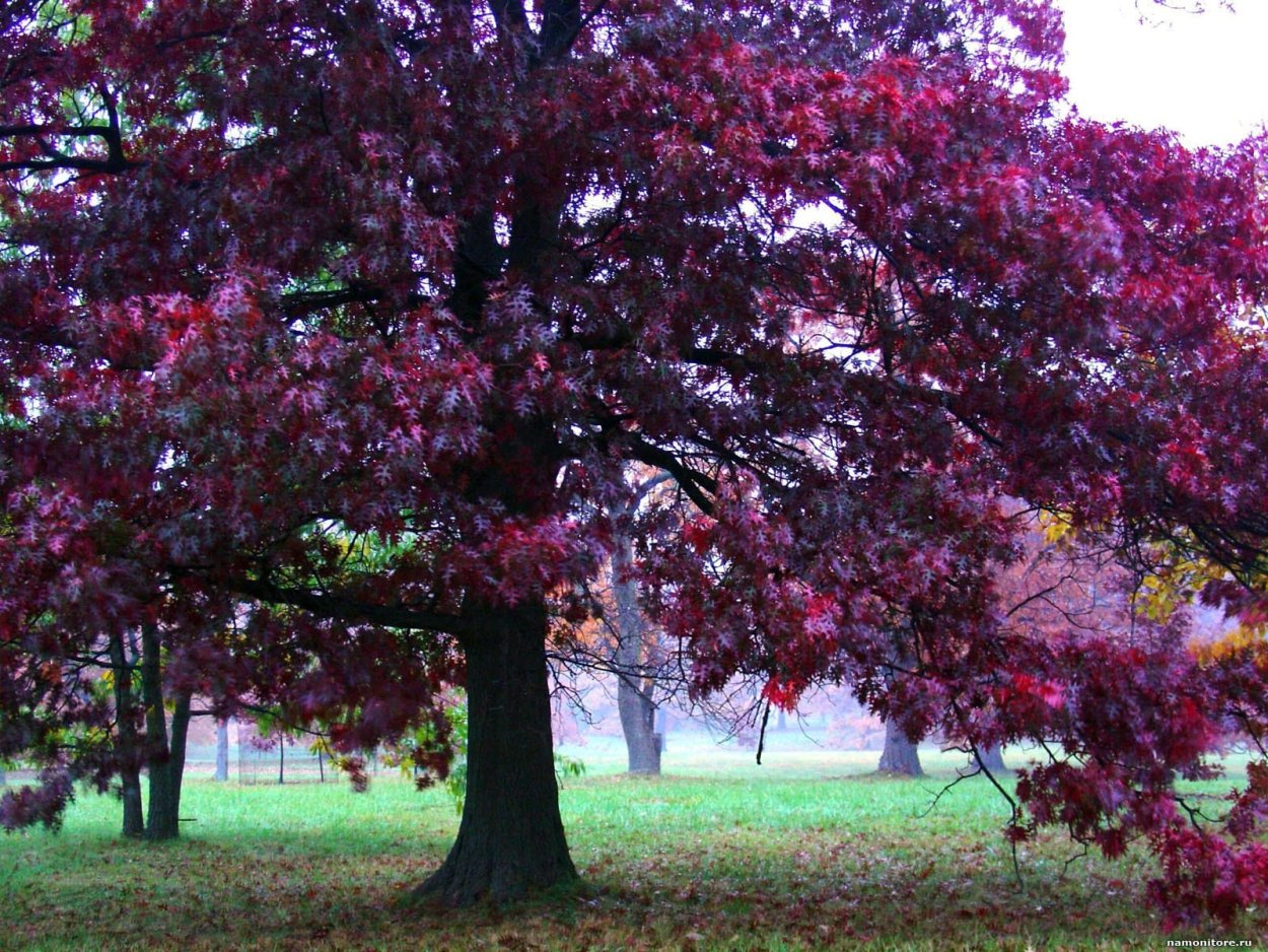 Peltogyne purpurea дерево