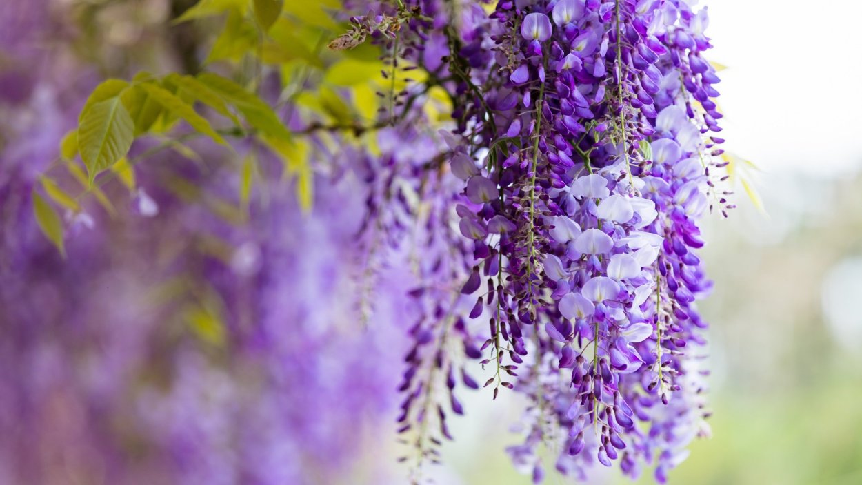 Глициния Вистерия Лиана