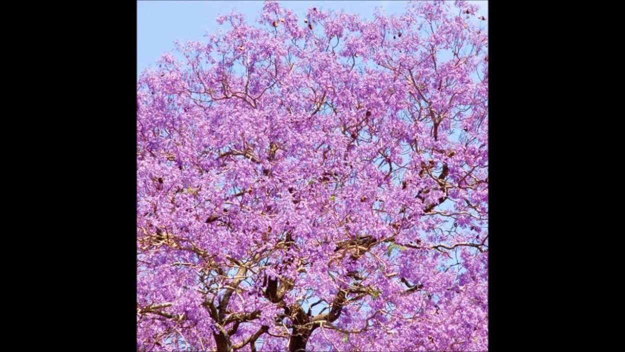 Дерево с сиреневыми цветами