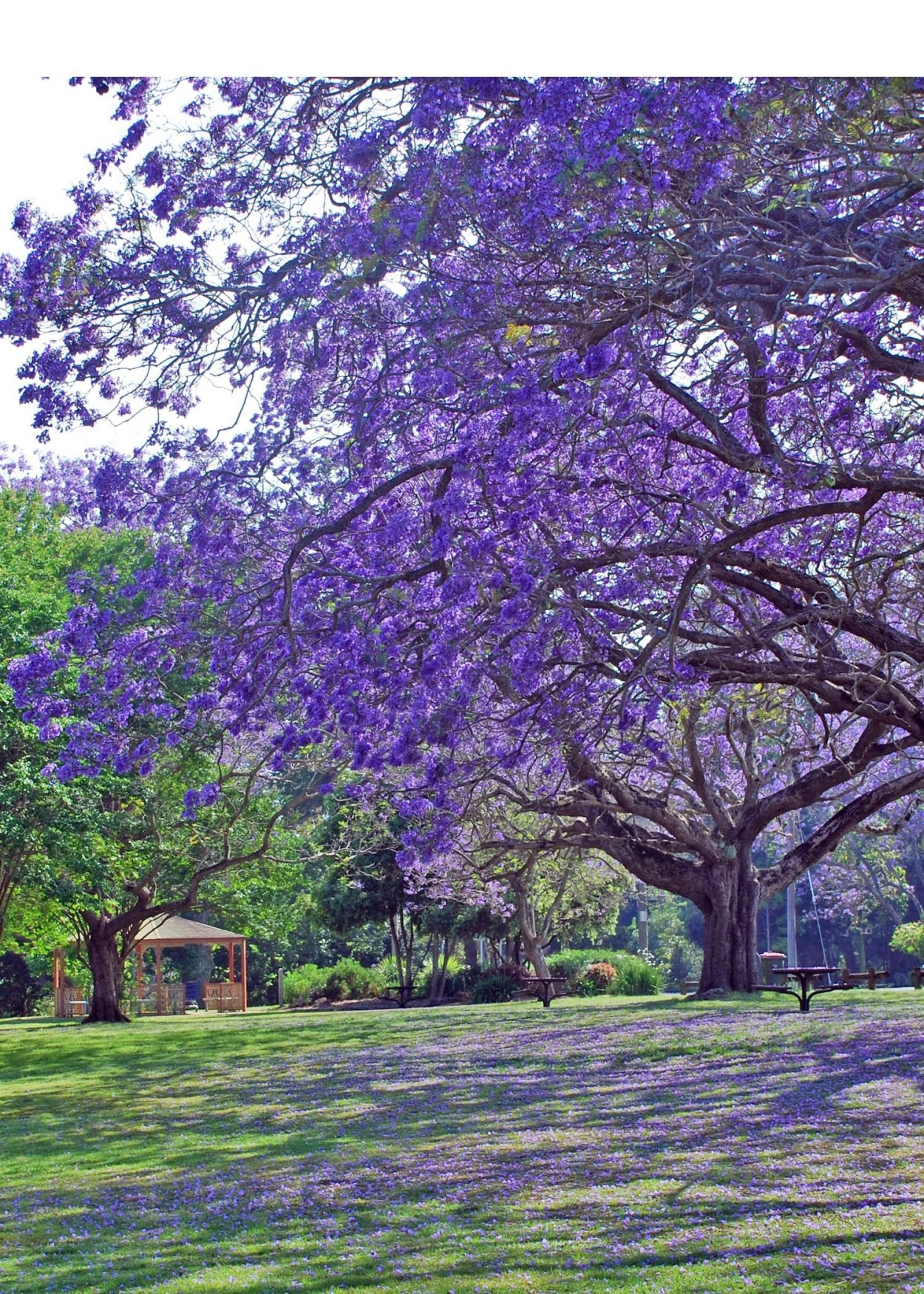Жакаранда дерево