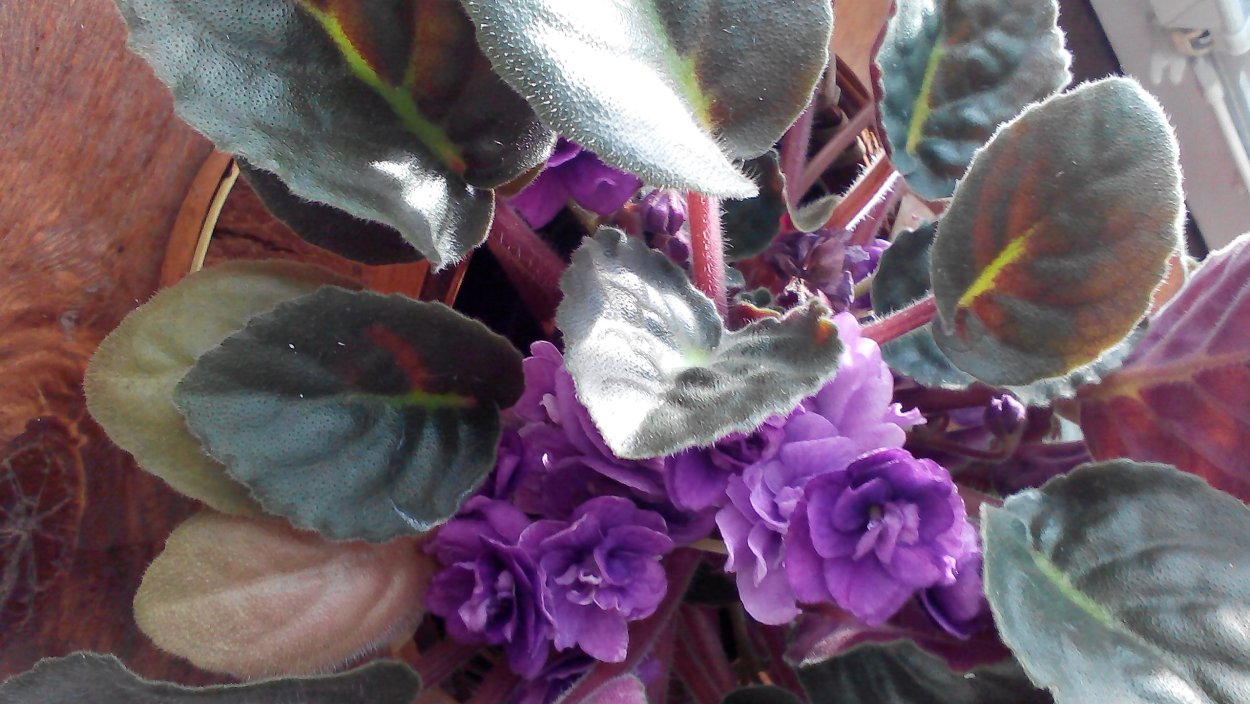 Фиалка Поль Робсон