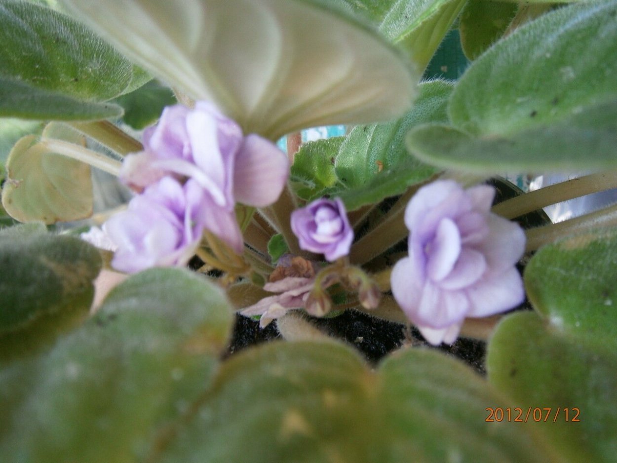 Родина фиалки комнатного растения