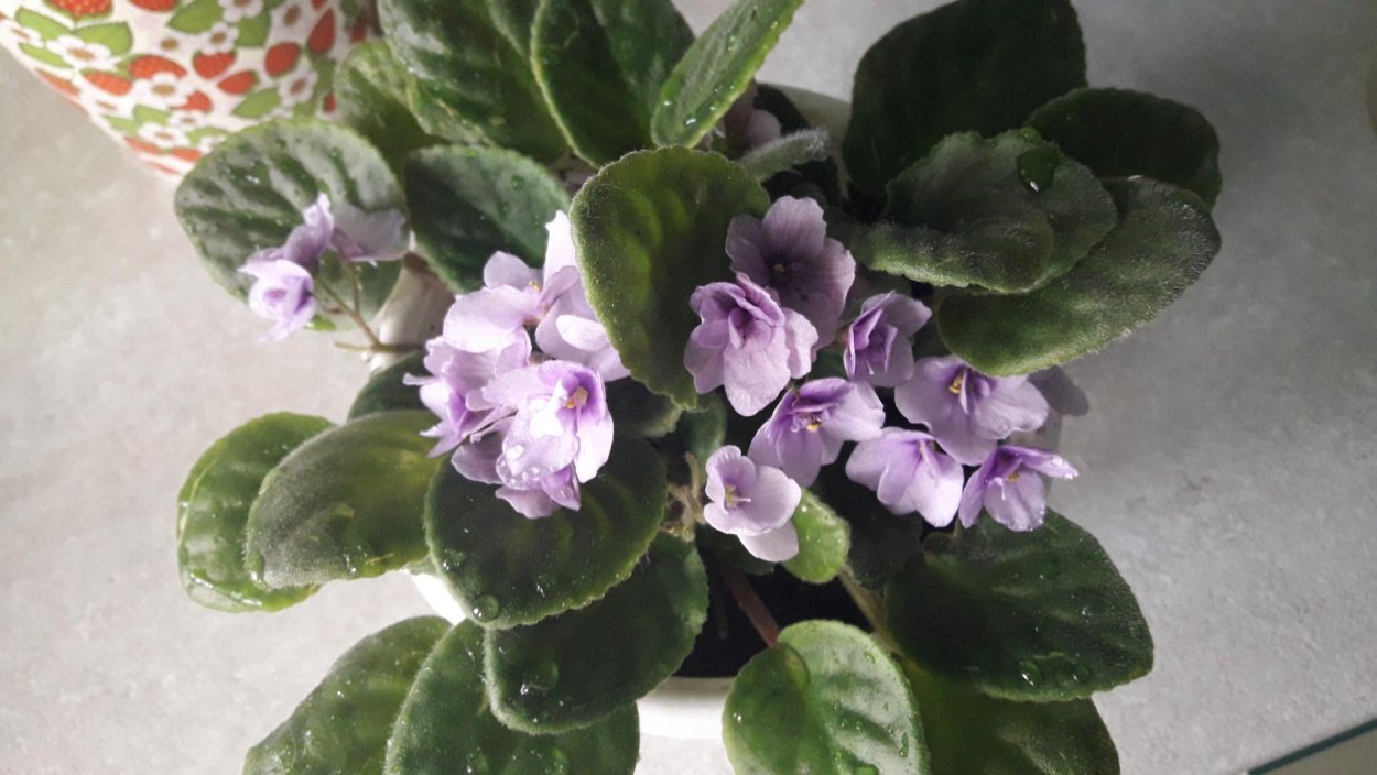 Фиалка Поль Баньян спорт от Аманды лир