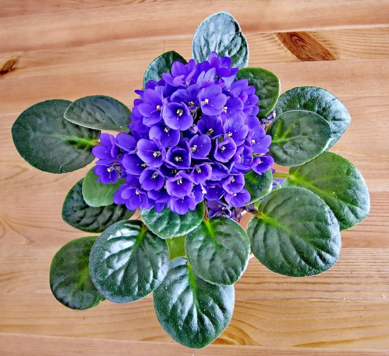 Saintpaulia ionantha nl-362373485 c d nl