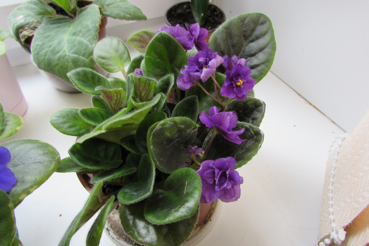 Фиалка узамбарская уход и выращивание в домашних условиях