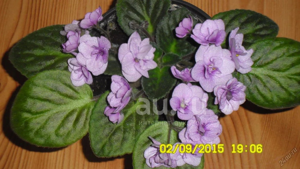 Фиалка Поль Баньян