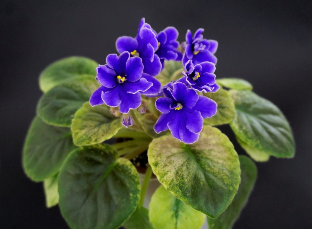 Фиалка Волошкове поле