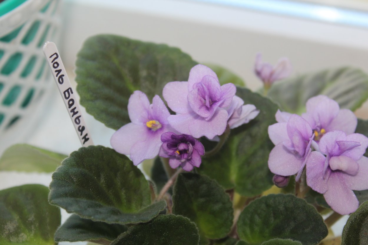 Фиалка Поль Баньян