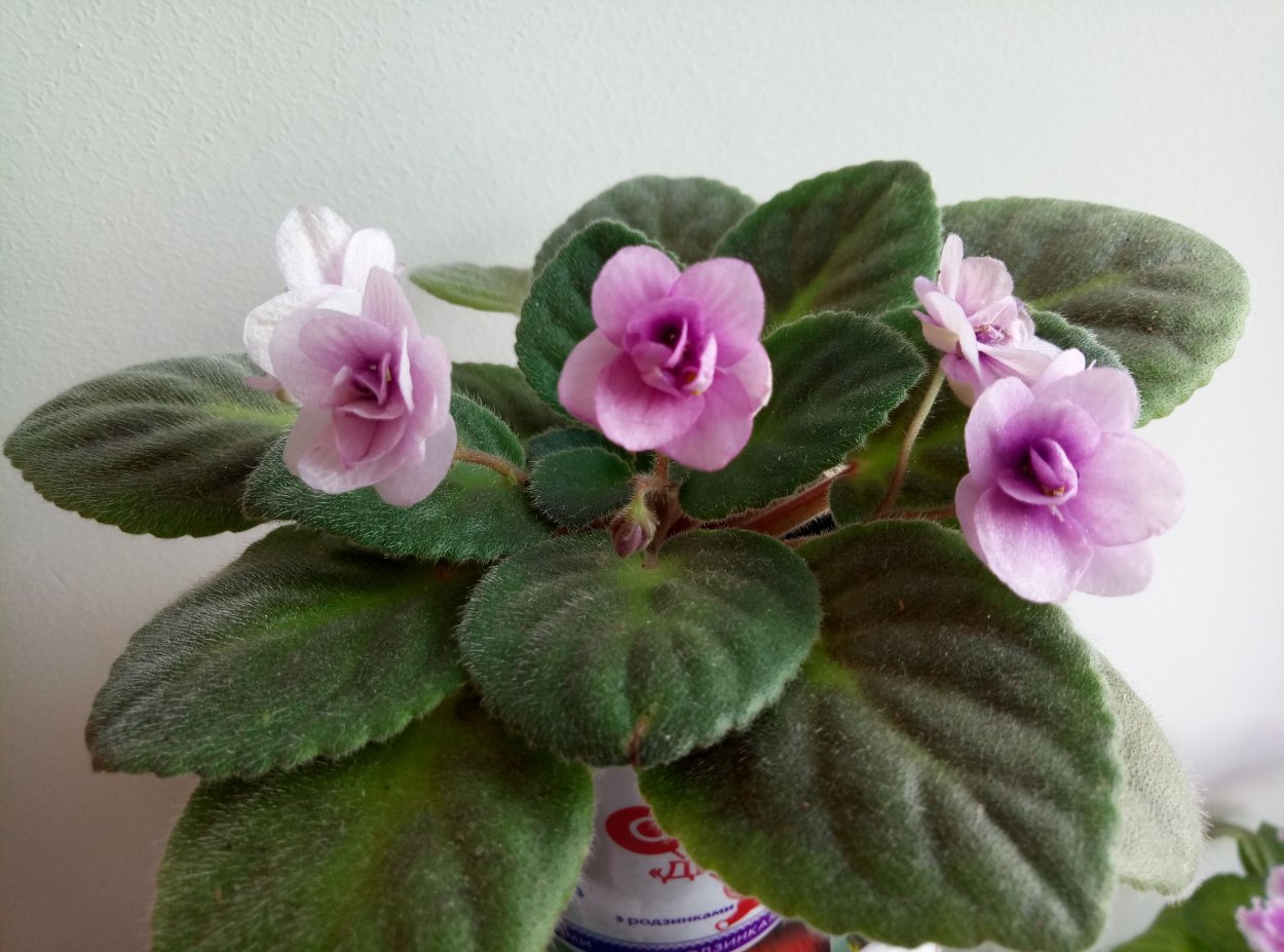 Фиалка сорт Поль Баньян