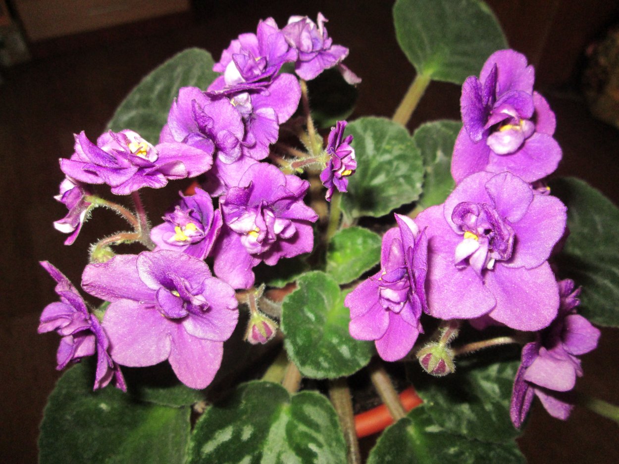 Поль Баньян Plants