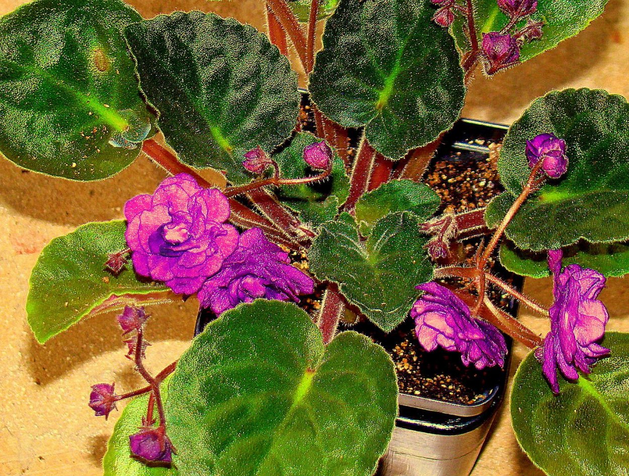 Фиалка Блэк черри