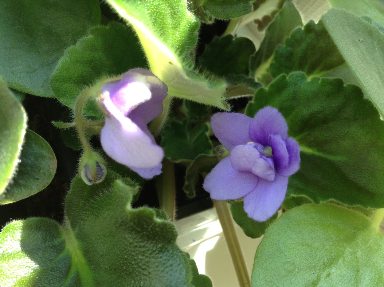 Фиалка молодая