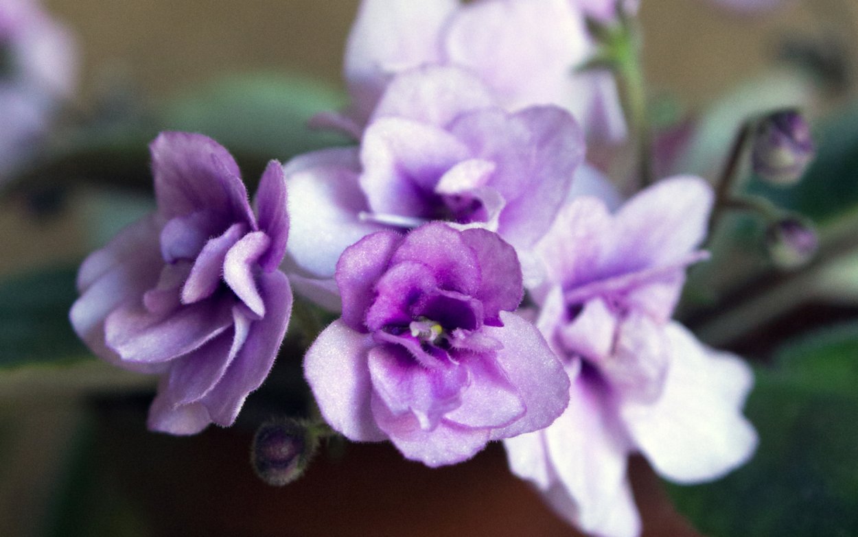 Фиалка Поль Баньян