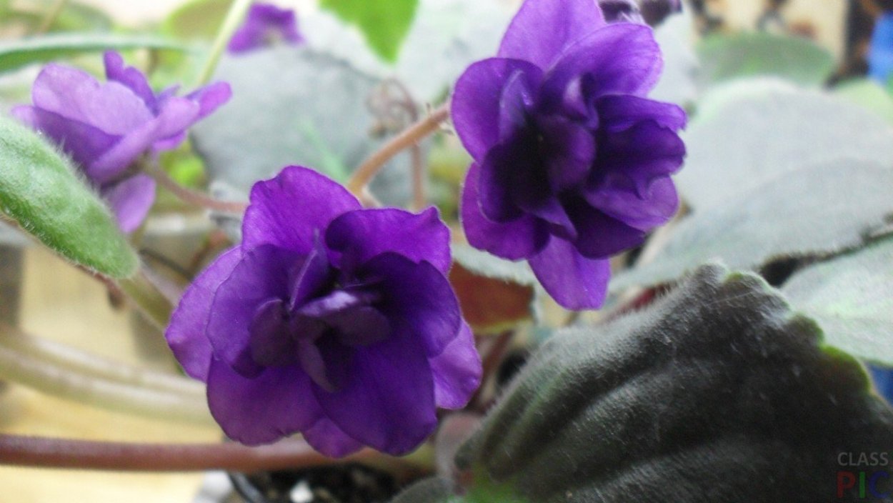 Фиалка Поль Баньян фиолетовая