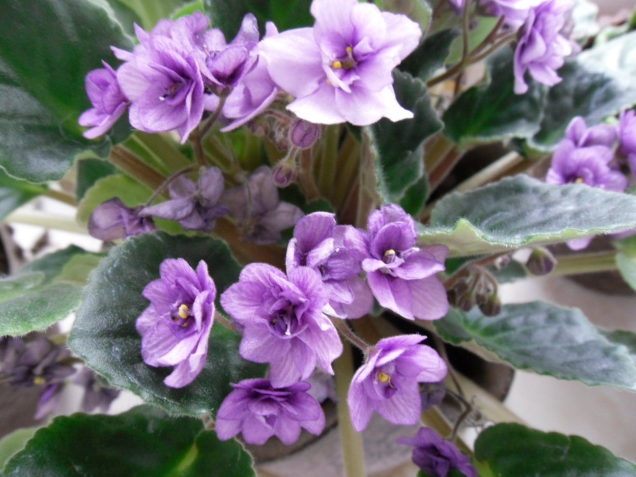 Фиалка Ананда