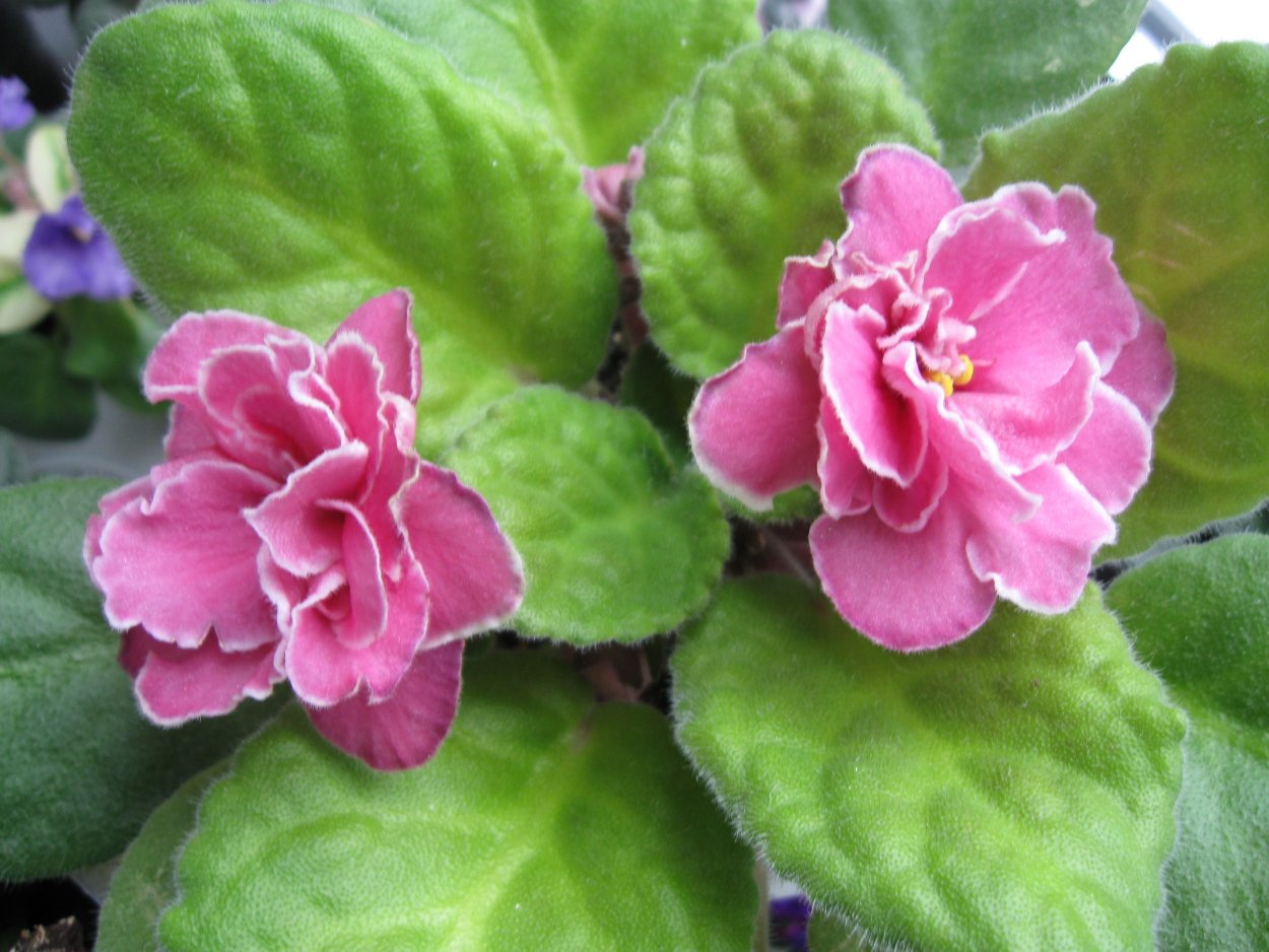 Сенполия Alamo Joy