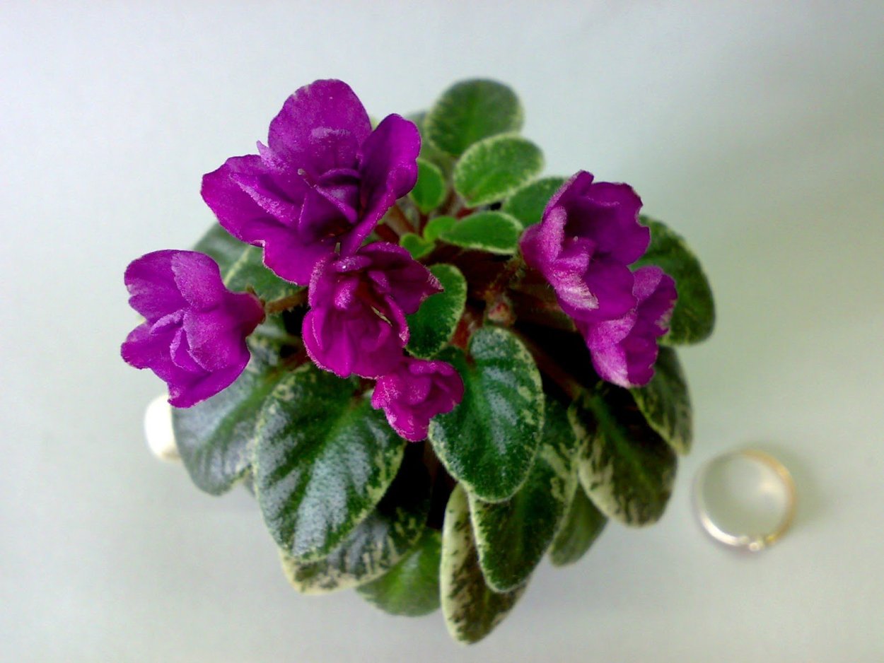 Фиалка Тини Флейм