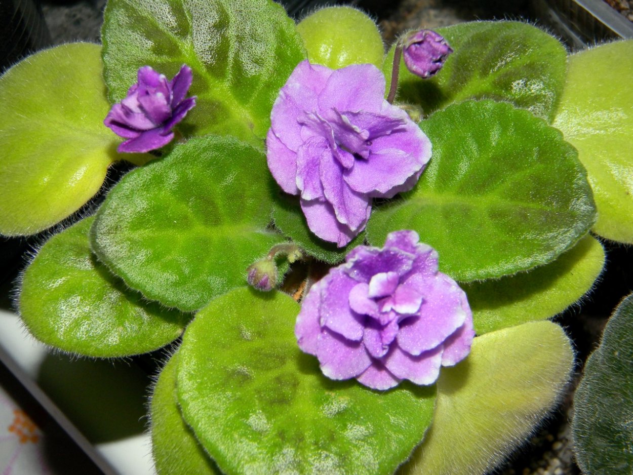 Цветение фиалки узамбарской