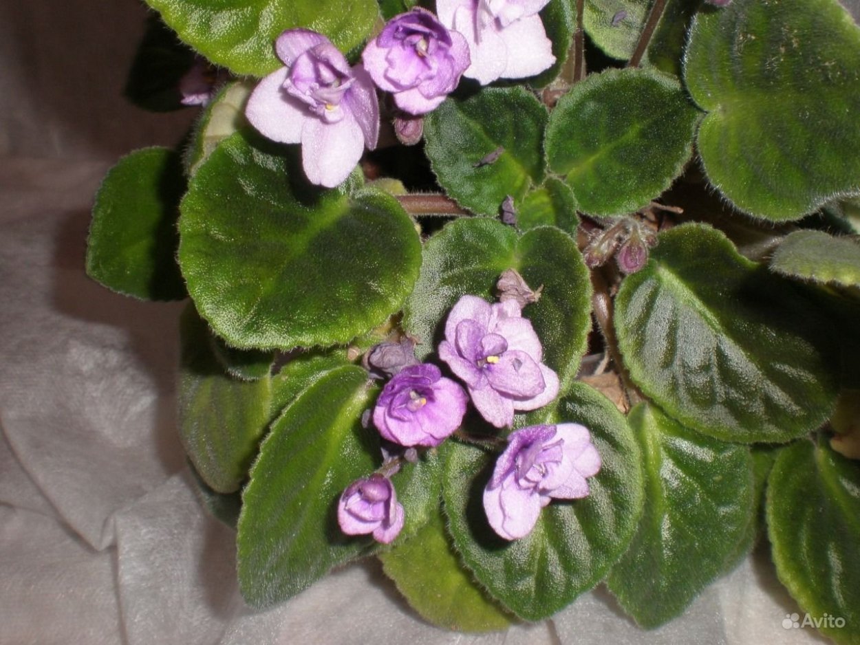 Фиалка Поль Баньян розовая