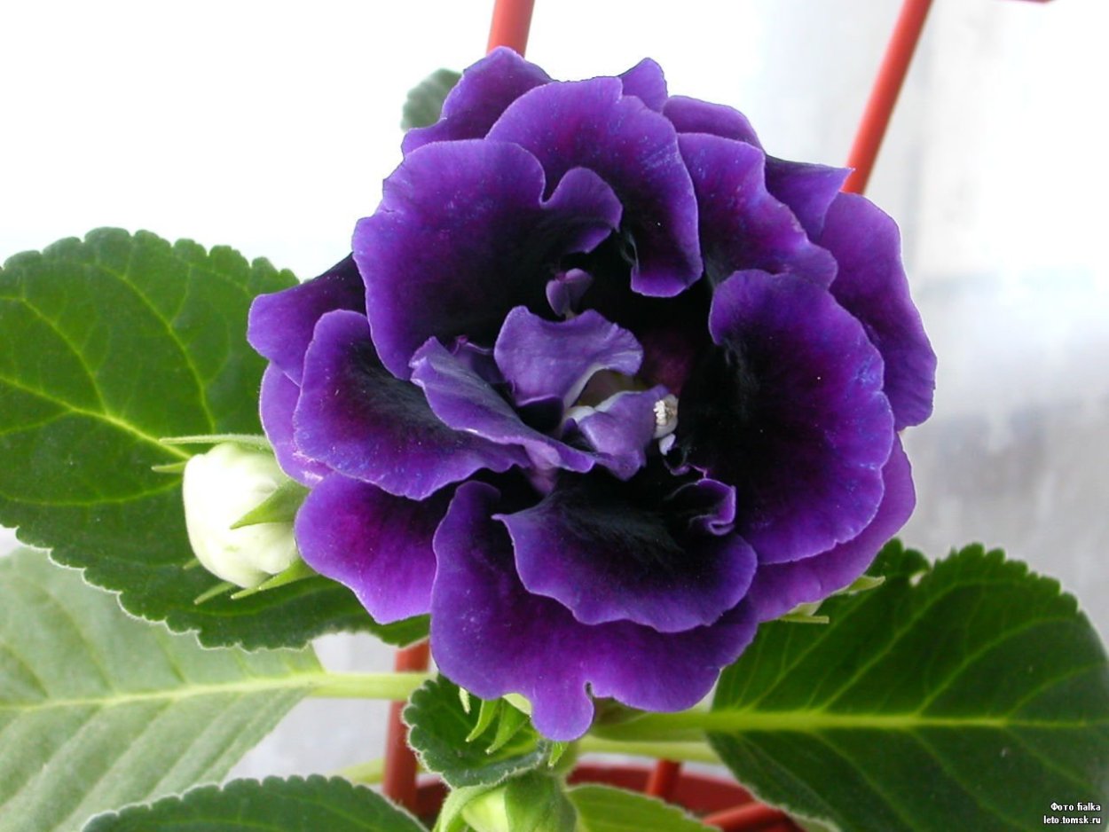 Глоксиния Брокада фиолетовая махровая
