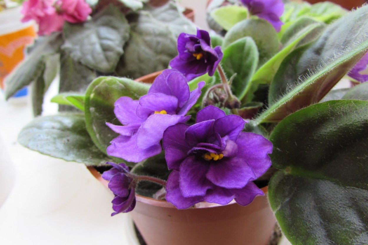 Фиалка сапфировые россыпи Химера