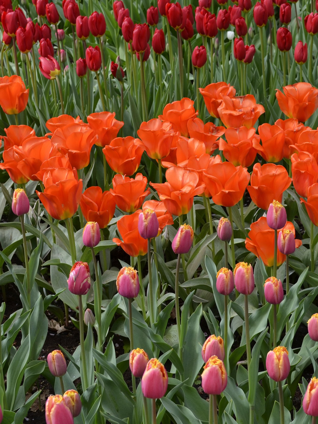 Тюльпан Crossover