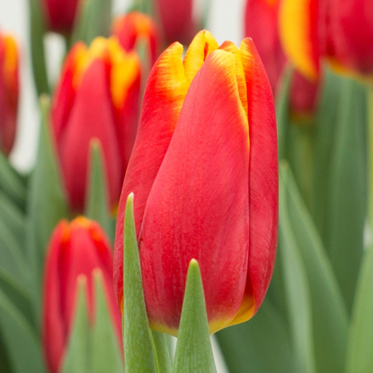 Тюльпан Ян Сайнетт