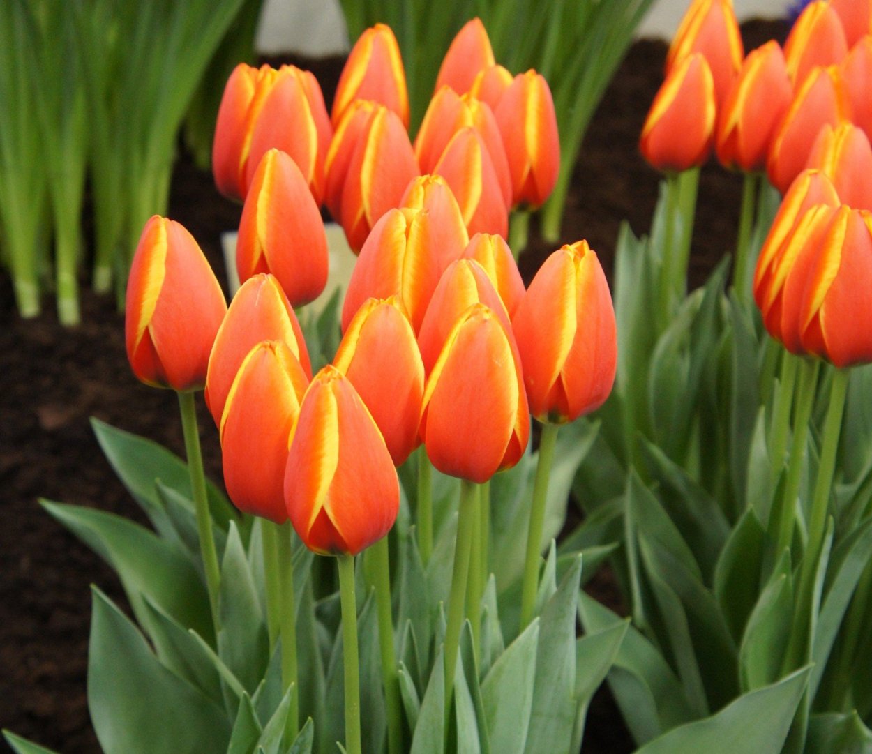 Тюльпан ворлд Фаворит