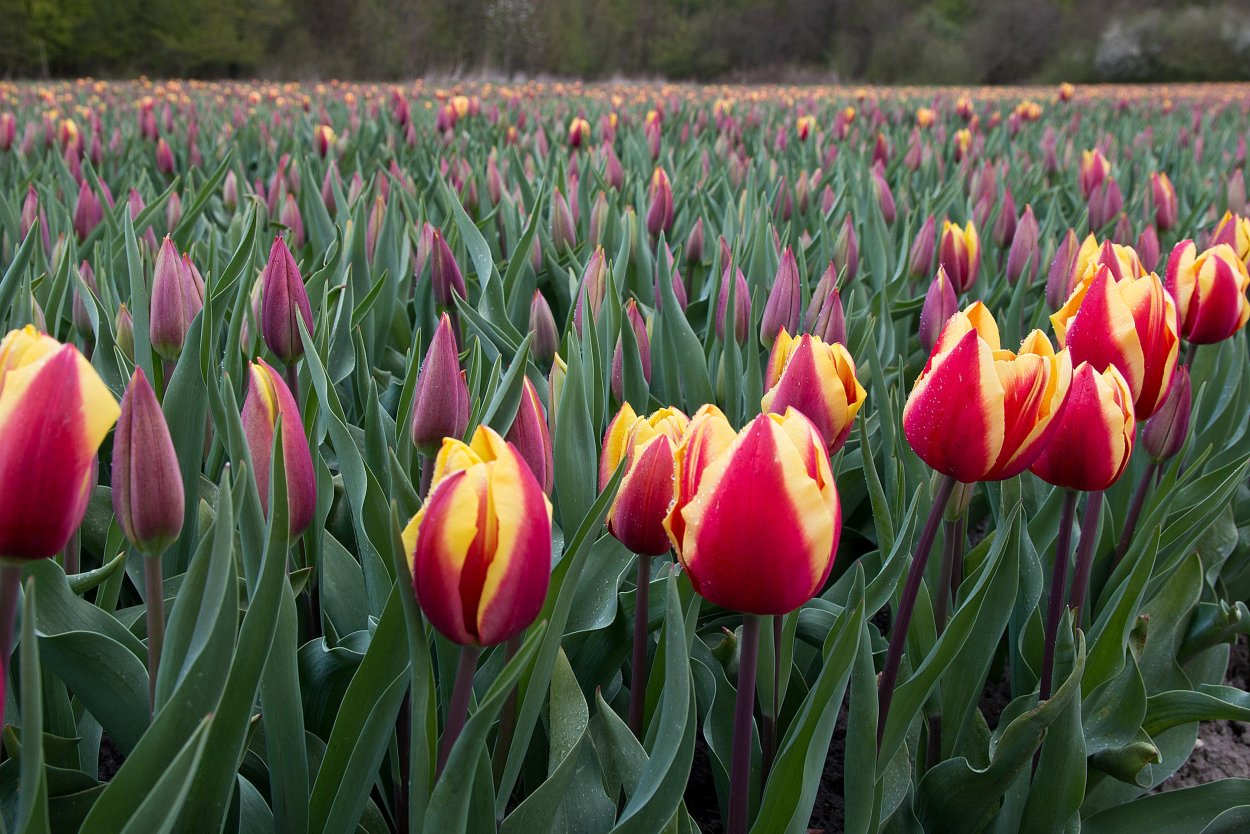 Тюльпан датч Маунтин