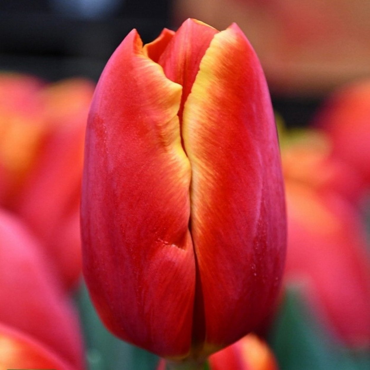 Тюльпан пауэрплей