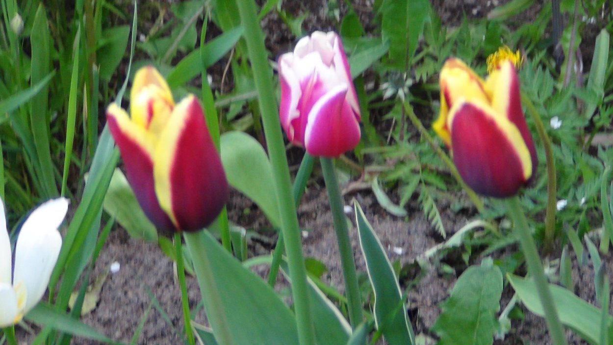 Тюльпан разнолепестный