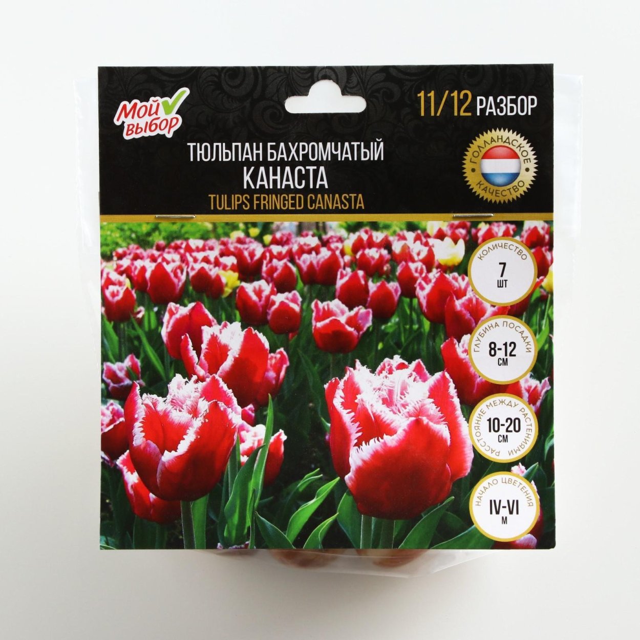 Тюльпан бахромчатый Канаста "Canasta"