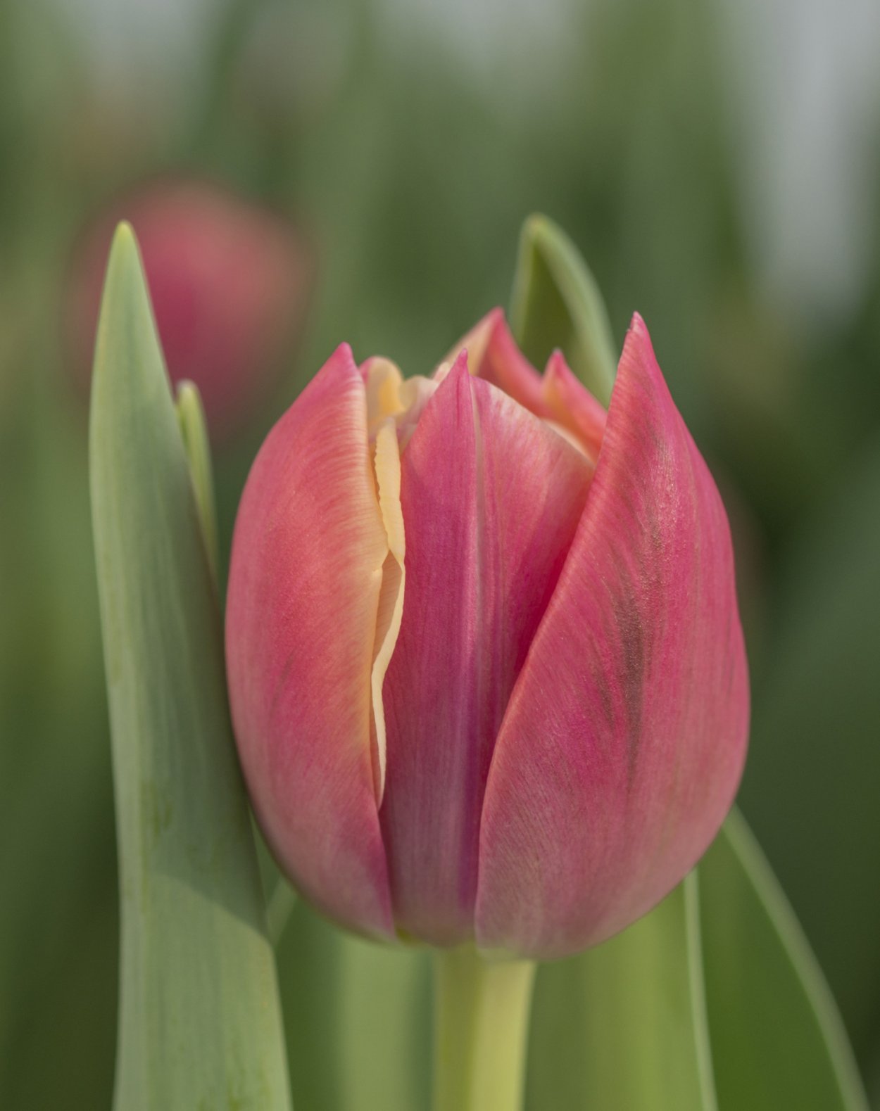 Тюльпан Коламбус