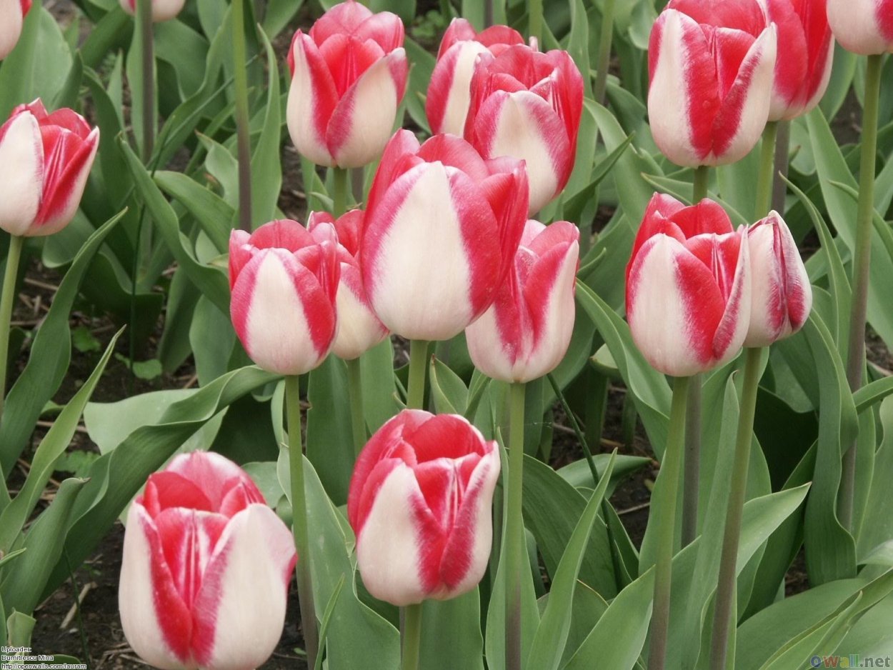 Тюльпан Тропикал Вейв