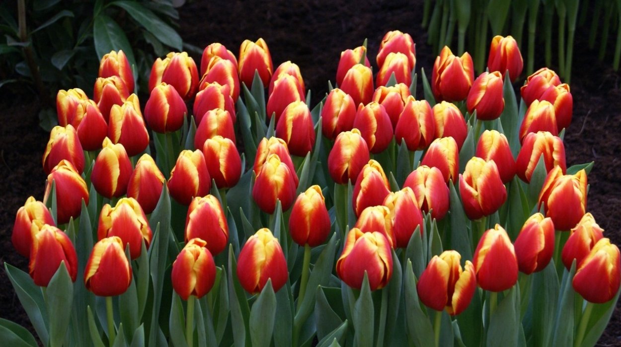 Тюльпан Replay