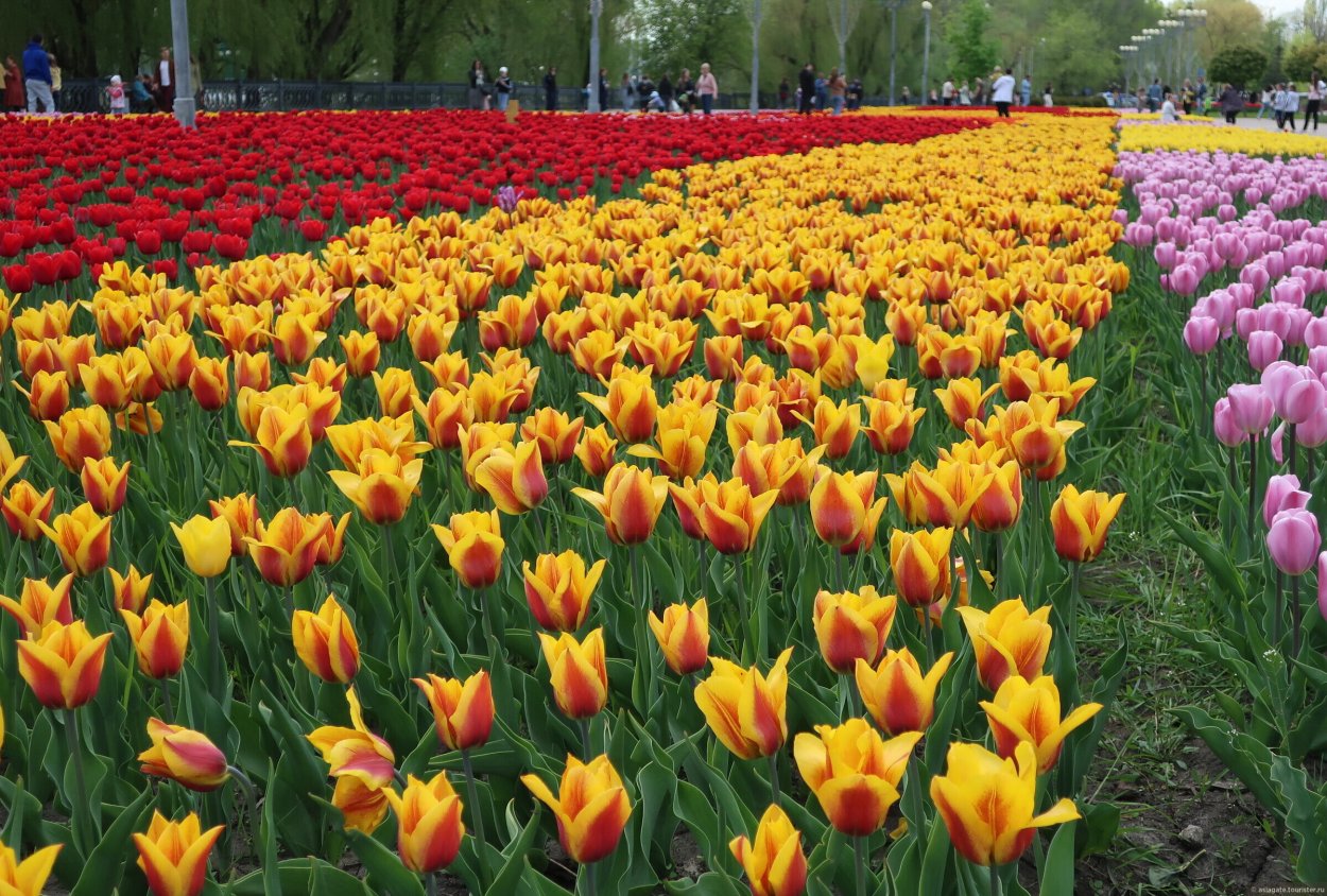 Фестиваль тюльпанов