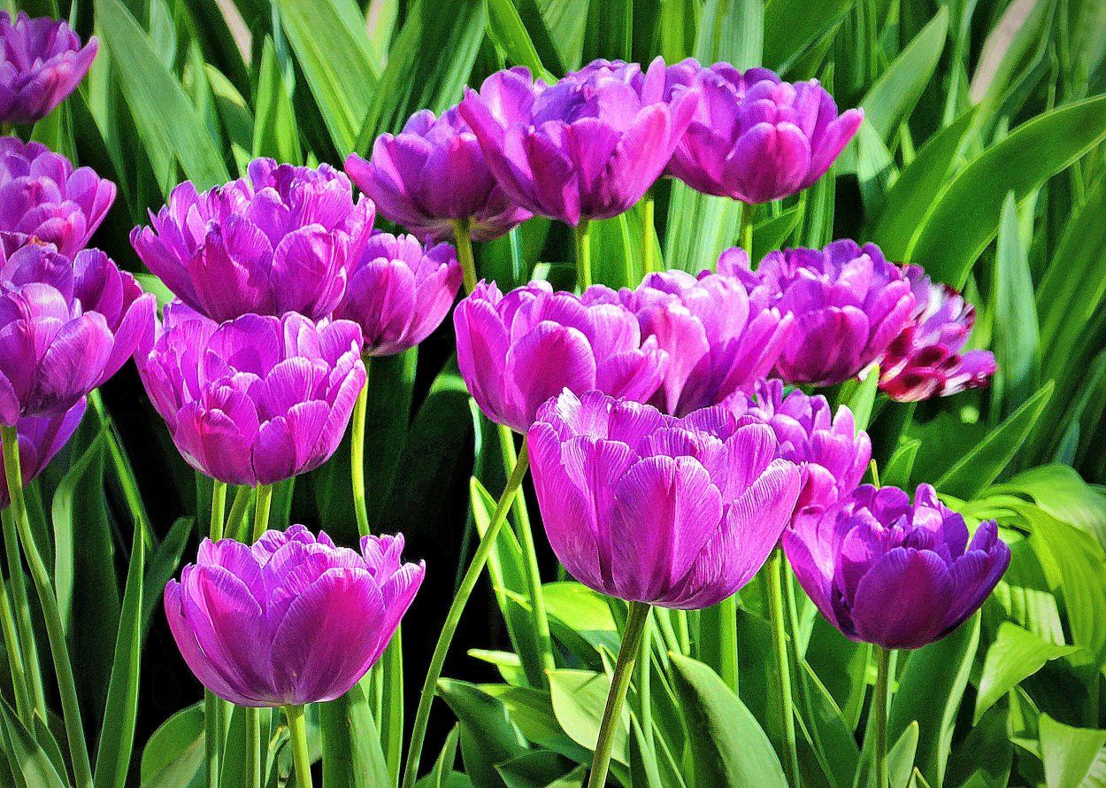 Тюльпан Майя