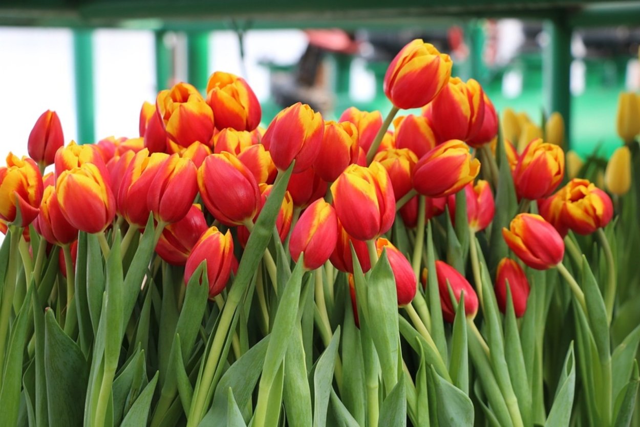 С 8 марта тюльпаны