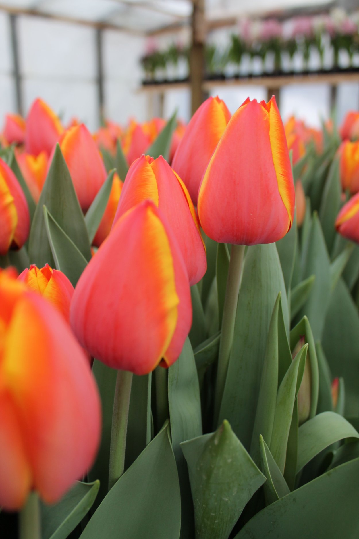 Тюльпан Форготтен дримс