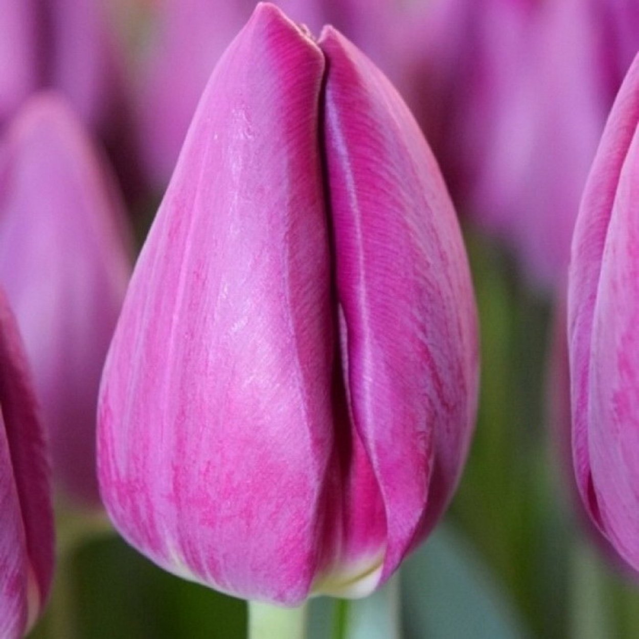 Тюльпан Триумф буллит